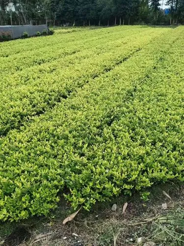 绿化工程草坪结算标准