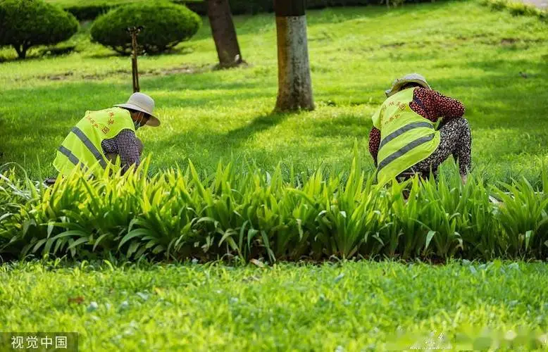 镇平桂花苑二期绿化工程 镇平桂花苑二期绿化工程